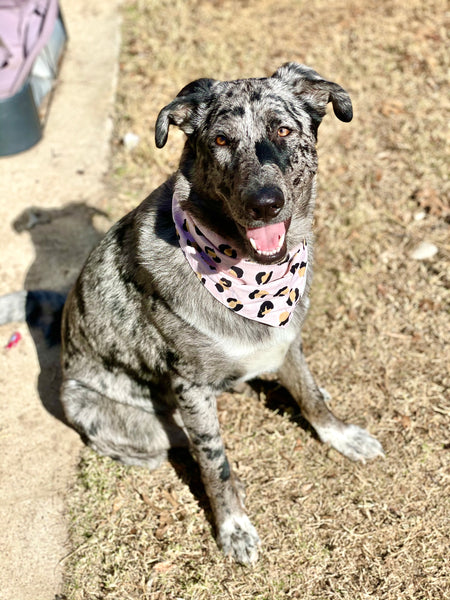 The Paws "Penny" Bandana