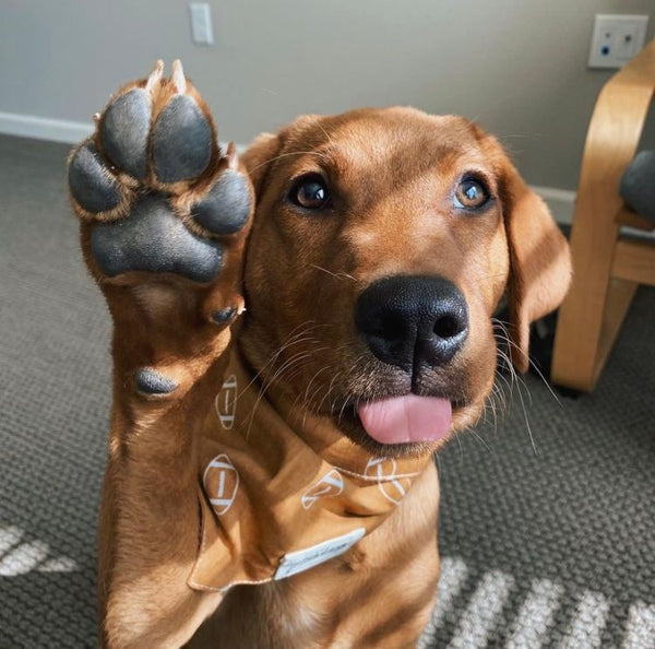 The Paws "Kicks" Bandana
