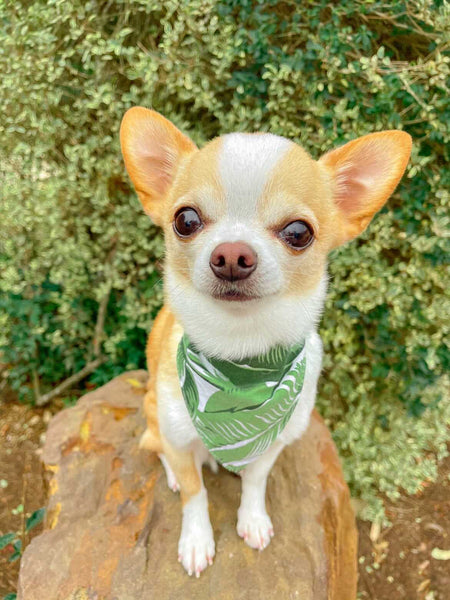 The Paws "Into the Wild" Bandana