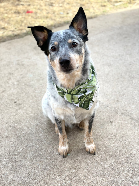 The Paws "Into the Wild" Bandana