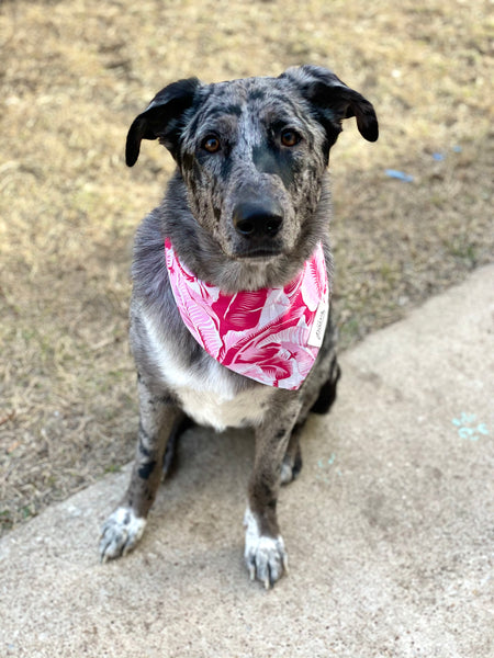 The Paws "Tropical Pink" Bandana